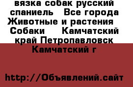 вязка собак русский спаниель - Все города Животные и растения » Собаки   . Камчатский край,Петропавловск-Камчатский г.